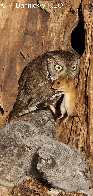 Eastern Screech-Owl b53-4-189.jpg